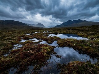 Fototapeta premium Dark wet sphagnum bog moss saturated with water under an atmospheric sky