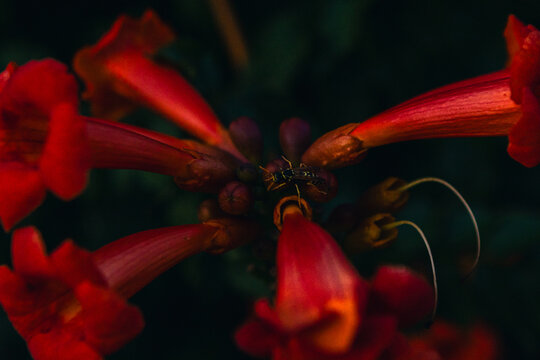 Campsis radicans "Flamenco". Close-up view of vibrant red trumpet flowers with a small insect resting on the petals in a natural garden setting