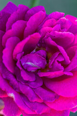 Fototapeta premium Close-up view of vibrant pink rose flower petals showcasing intricate textures and layers against a blurred green background in a natural setting