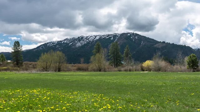 View of the Boise Foothills rising above a green meadow filled with yellow wildflowers under a cloudy sky in Boise, Idaho, United States.