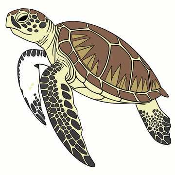 turtle vector illustration