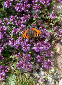 Proxiphotographie d'un papillon - Petite tortue - Aglais urticae