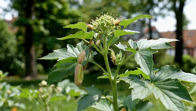 Exquisite macro 4K ultra-high-definition footage meticulously capturing the intricate structural details and lush green foliage of a tall Ferula communis plant flourishing in a public garden