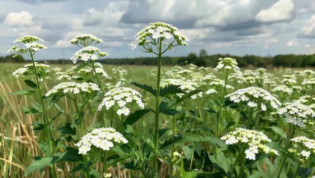 Natural 4K Ultra HD high-definition field video showing wild Achillea millefolium (common yarrow) herbal flowers swaying gently in a summer meadow breeze suitable for herbal medicine guides and