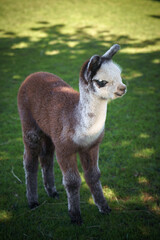 Brown and white young alpaca stands on green pasture, ideal for farm themes © PietFoto