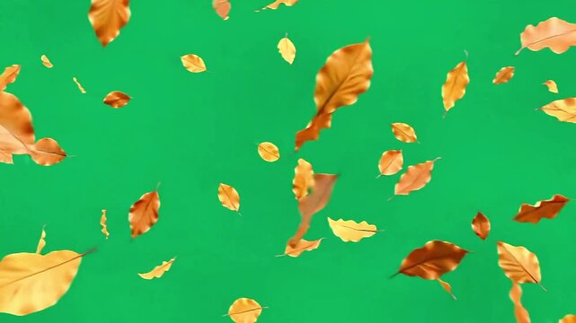 Orange autumn leaves falling down against a solid green screen background for digital compositing use
