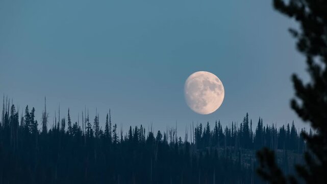 View of a large full moon rising behind the dark silhouettes of coniferous trees in a forest at twilight in Idaho, United States.