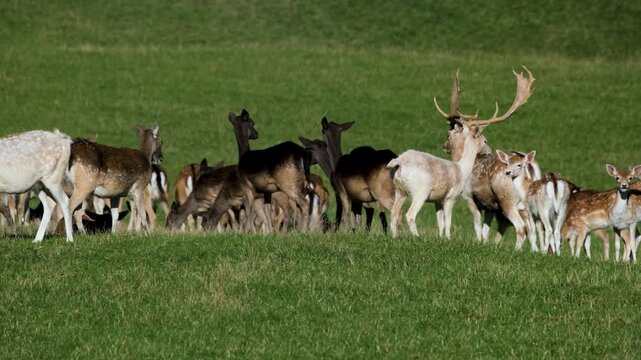 Wild fallow deer herd grazing on a green hillside