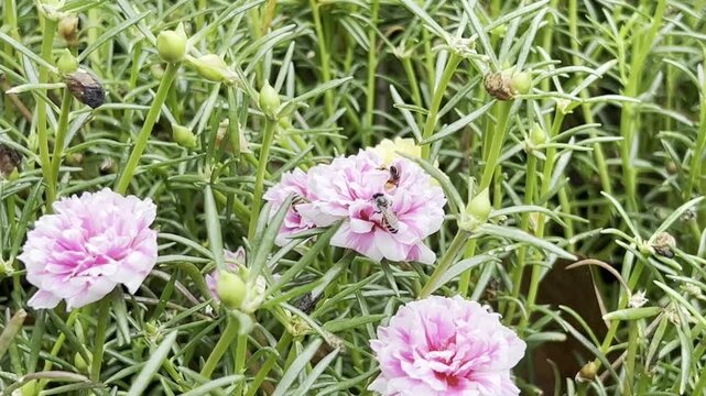 Insect are swarming around the flower.