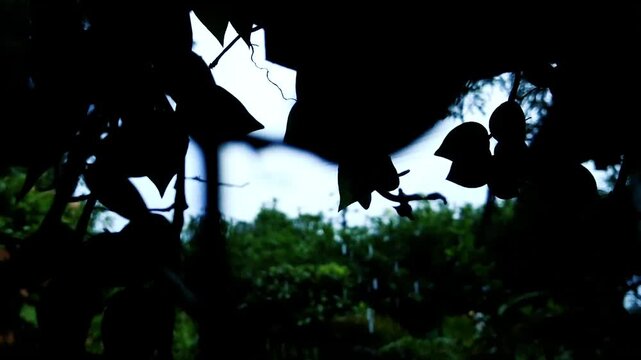 Dark silhouette of hanging leaves and tree branches against bright sky nature video