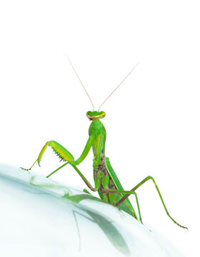 Green praying mantis standing on white reflective surface