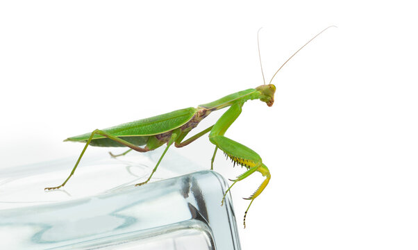 Green praying mantis standing on glass looking forward