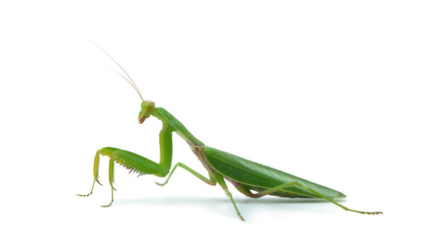 Green praying mantis standing on white background