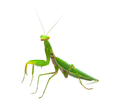 Praying mantis standing on white background