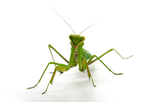 Praying mantis standing on white background looking forward