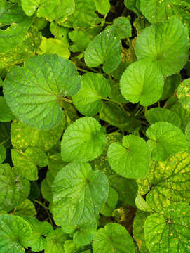 Green leaves growing in garden as natural background
