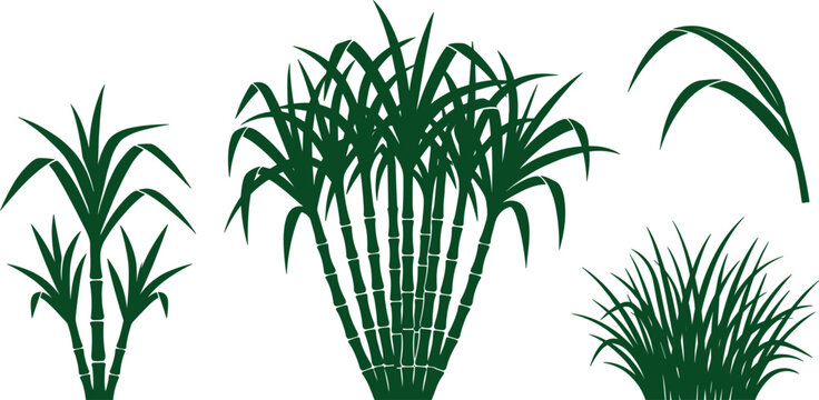 Green sugarcane plant and wild grass tuft vector silhouette set isolated on white