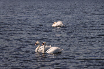A pair of white swans swim harmoniously side by side on the dark water surface of a lake © Iana Andrushchenko