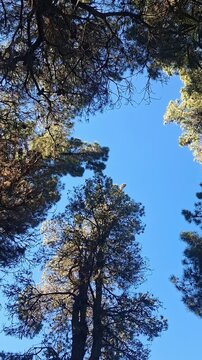 Tops of pine trees against a deep blue sky, vertical nature video, sunlight filtering through forest branches, peaceful outdoor background for meditation, wellness, and relaxation content.
