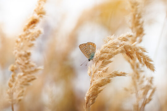 A close-up of a common blue butterfly (Polyommatus icarus) perched on dry grass seeds, side view to the camera lens on a cloudy summer day. Wildlife photography with copy space.