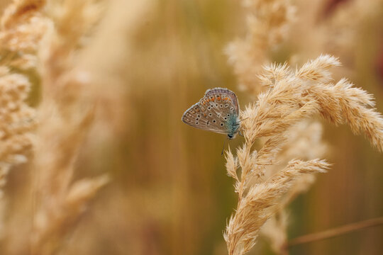 A close-up of a common blue butterfly (Polyommatus icarus) perched on dry grass seeds, side view to the camera lens on a cloudy summer day. Wildlife photography with copy space.