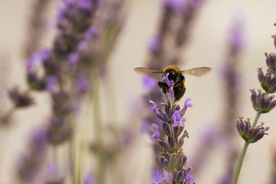 A close-up of a bumblebee perched on a lavender flower spike, drinking nectar against a blurred green background with copy space. Wildlife macro photography.