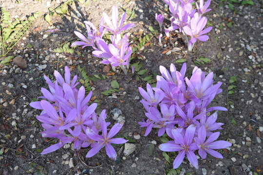 Colchicum automnale en automne au jardin