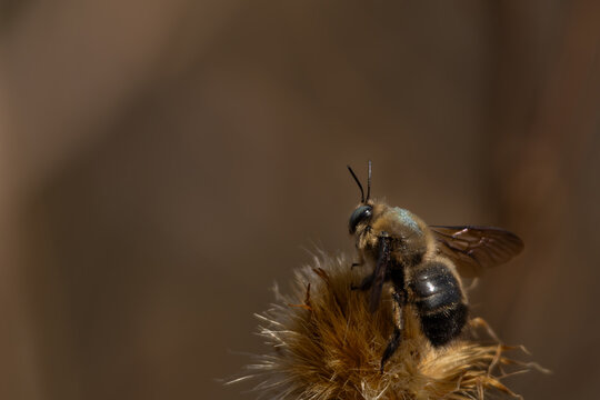 Closeup photograph of a large Xylocopa carpenter bee resting on dried plant seeds in a natural habitat during spring season in Himachal Pradesh, India.