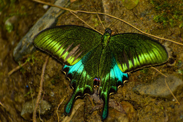 Closeup photograph of a Woolly-branded Peacock (Papilio polyctor) butterfly puddling on moist ground during the monsoon season in its natural habitat in Himachal Pradesh, India. © Jitender kumar