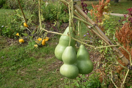 Coloquintes au jardin en &eacute;t&eacute;	