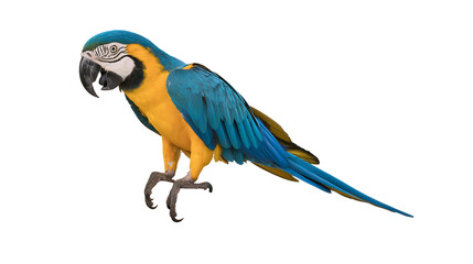Blue and yellow macaw parrot perched, isolated on transparent background © Niamh