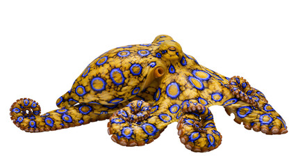 Vibrant yellow octopus with blue rings, isolated on transparent background © Niamh