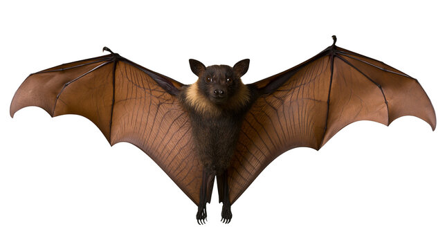 Large brown fruit bat with outstretched wings, isolated on transparent background