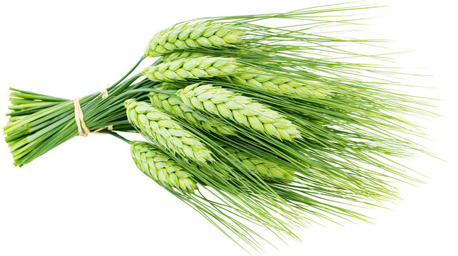 Bundle of fresh green barley ears tied with string, isolated on transparent background