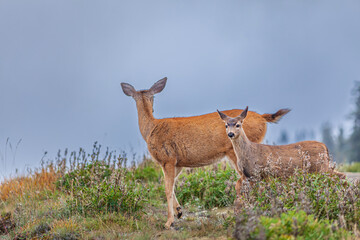 Fototapeta premium Beautiful scenic view of a wild mother deer with her cute fawn in mountains at daytime