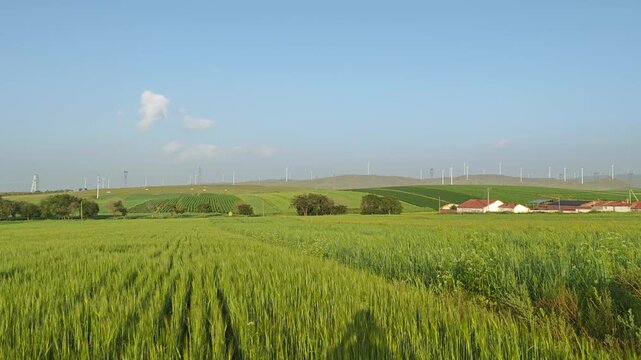 Panoramic view of lush green wheat fields and rural village under clear blue sky in summer in Qahar Right Middle Banner, Ulanqab, Inner Mongolia, China