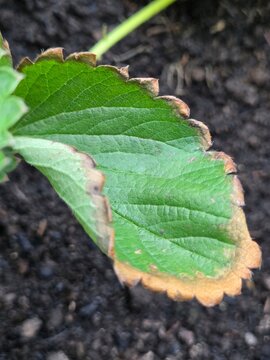 Close-up of strawberry leaf showing signs of nutrient deficiency or marginal leaf scorch on dark soil background
