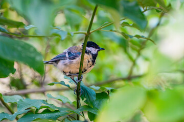 Great Tit Bird Perched on Tree Branch in Nature © Janica