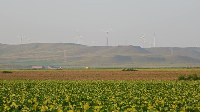 Panoramic view of neat rows of green vegetable farmland at sunset with distant hills and wind turbines in Qahar Right Middle Banner, Ulanqab, Inner Mongolia, China