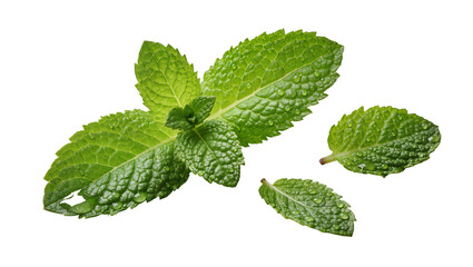 Fresh green mint leaves with water droplets, isolated on transparent background © Niamh