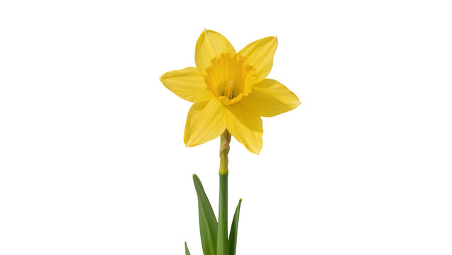 Single yellow daffodil flower with green stem and leaves, isolated on transparent background