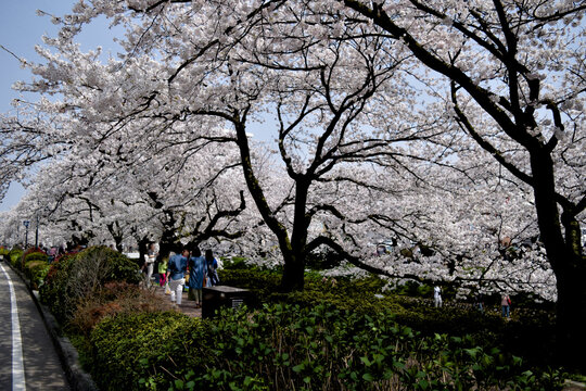 People walking beneath cherry blossoms along Matsukawa River in Toyama, Japan