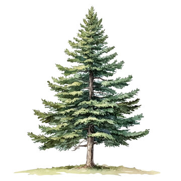 Douglas Fir Tree, isolated watercolor element on white background