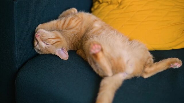 A cat lies comfortably on a couch with yellow pillows, changing positions as it sleeps. The setting shows a casual living room that highlights the cat's relaxed state