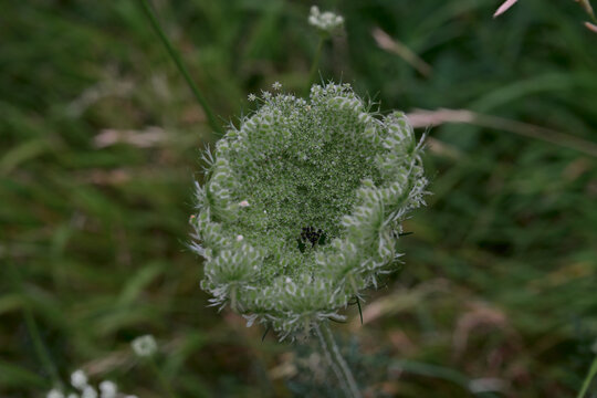 Curling green umbellifer seed head against a dark natural background