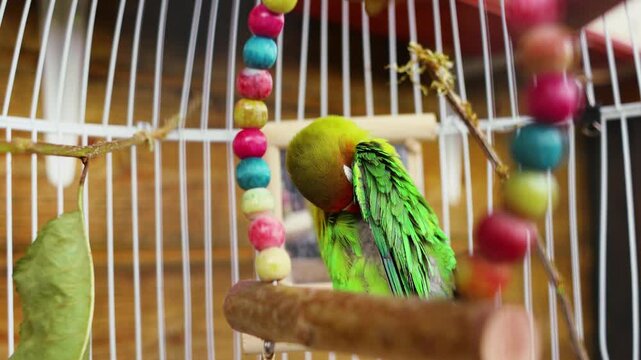 4K slow motion 60 fps footage of a cute green Fischer's lovebird parrot preening plumage and cleaning wings on a colorful wooden swing inside a wire pet cage.