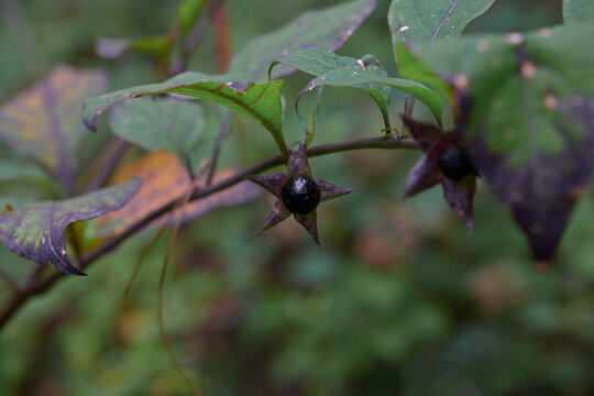 Glossy black nightshade berry hanging on a stem in the woodland