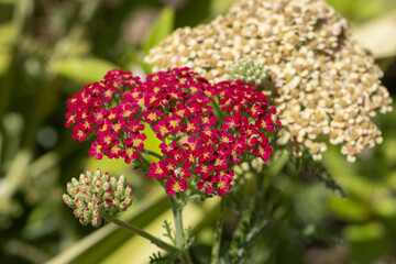 Red and white yarrow flowers blooming in garden © João Macedo