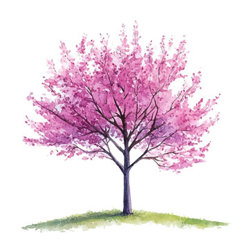 Hand-painted watercolor artwork of Redbud Tree, isolated on white background