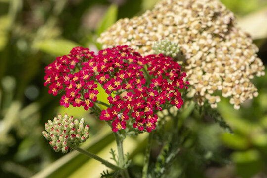 Red and white yarrow flowers blooming in garden
